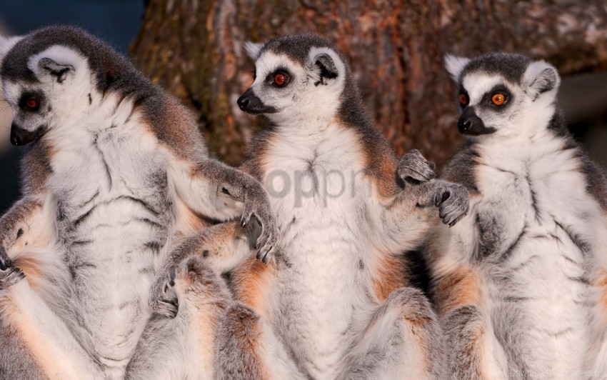 animal family fur lemurs wallpaper background best stock photos - Image ID 160809