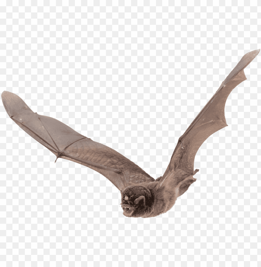 bat png images background - Image ID 318