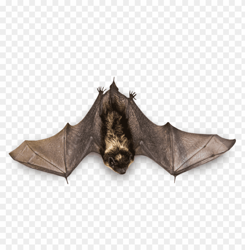 bat png images background - Image ID 326