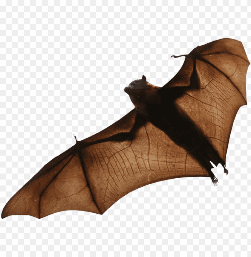 bat png images background - Image ID 340