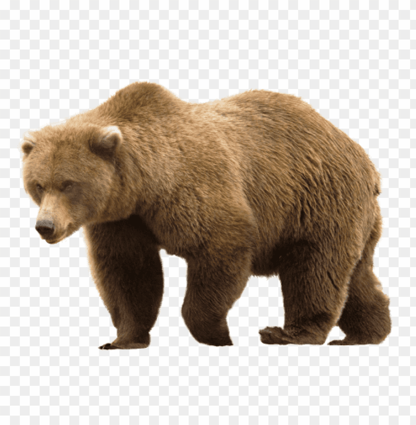 bear png images background - Image ID 345
