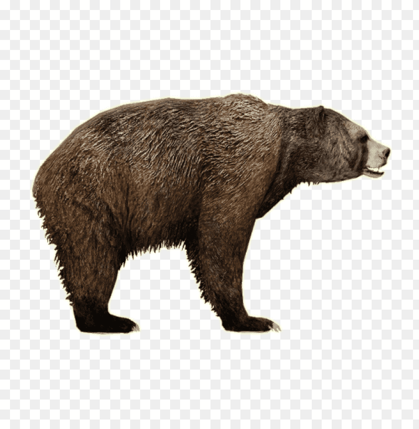bear png images background - Image ID 353