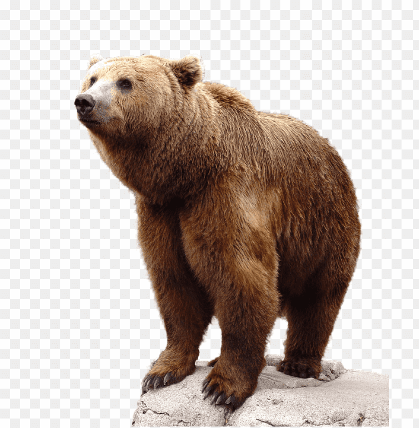 bear png images background - Image ID 357