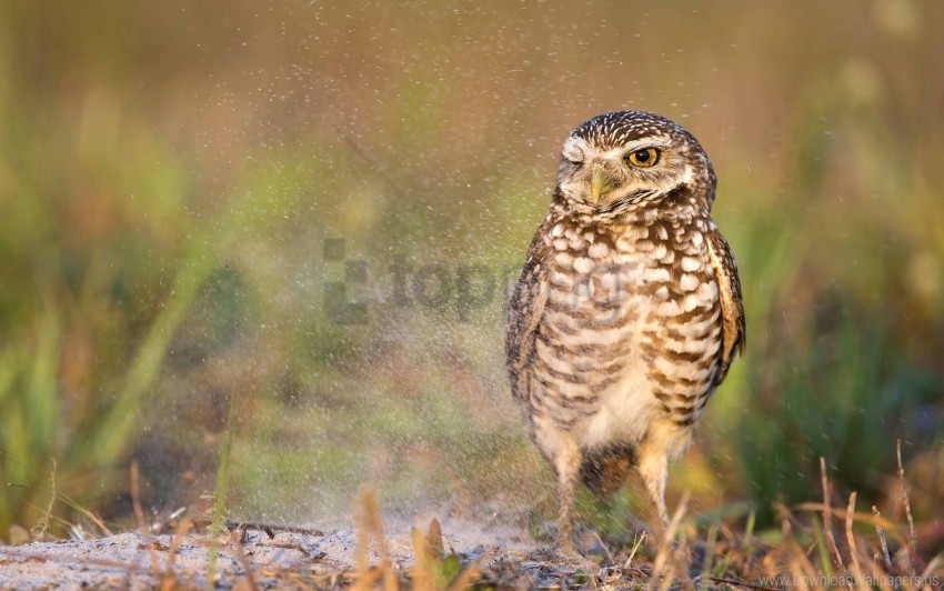 bird owl predator wallpaper background best stock photos - Image ID 160792