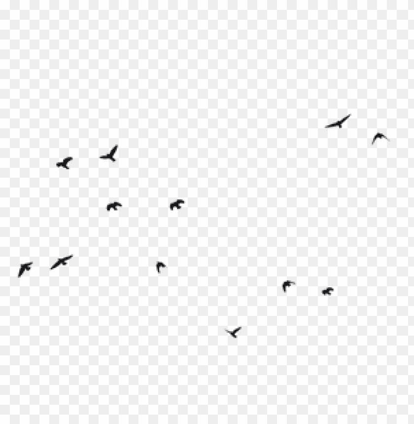 birds png images background - Image ID 418