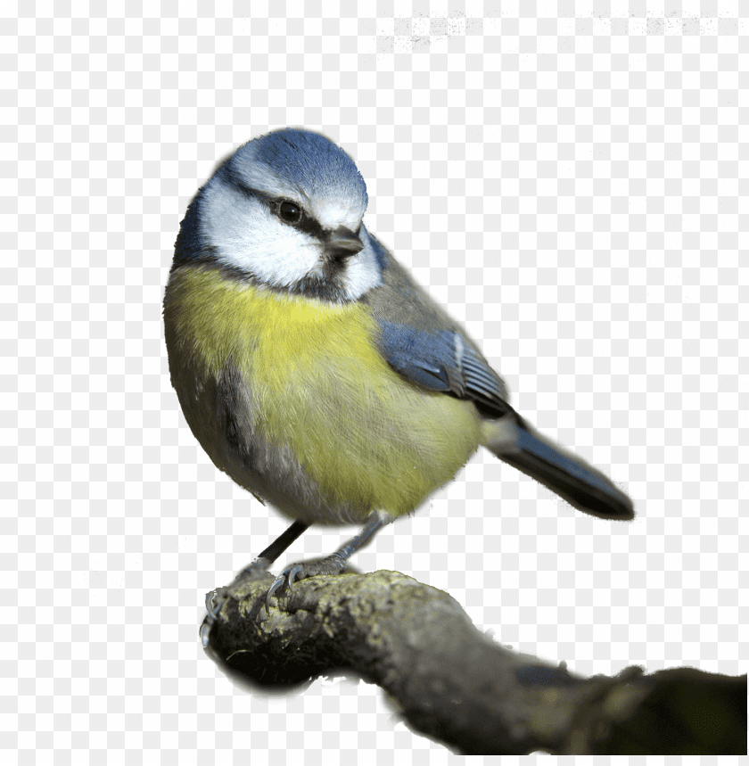 birds png images background - Image ID 446