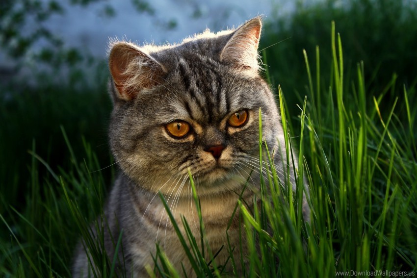 brit cat eyes face grass wallpaper background best stock photos - Image ID 162138