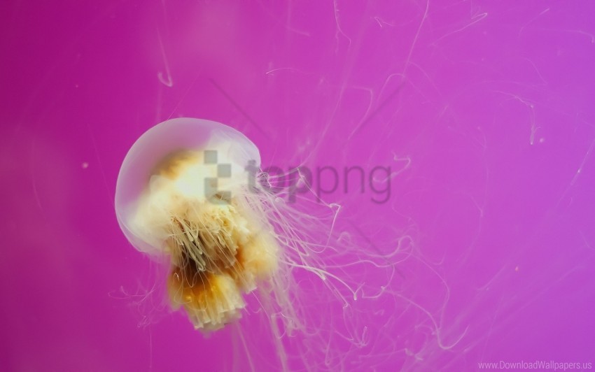 creature jellyfish swimming wallpaper background best stock photos - Image ID 160756