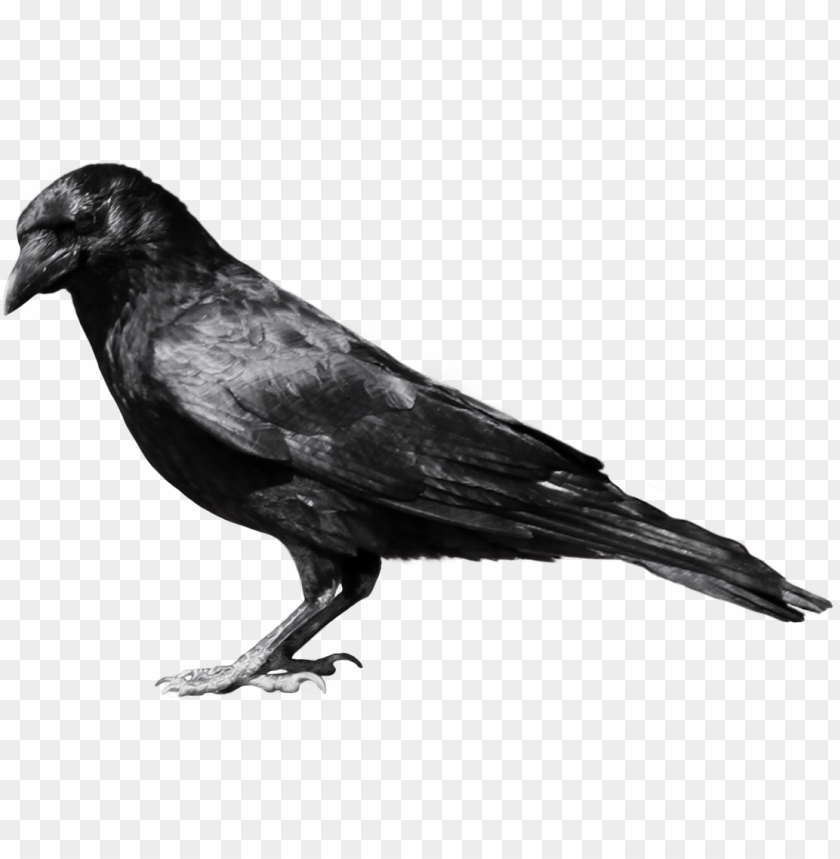 crow png images background - Image ID 1717