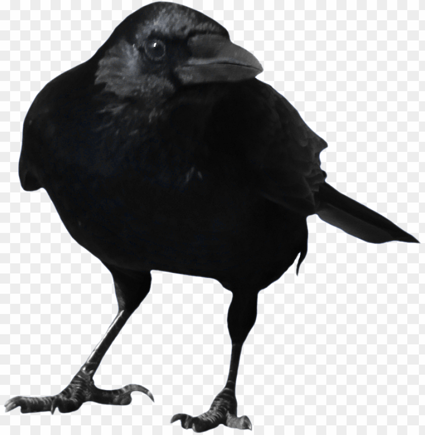 crow png images background - Image ID 1718