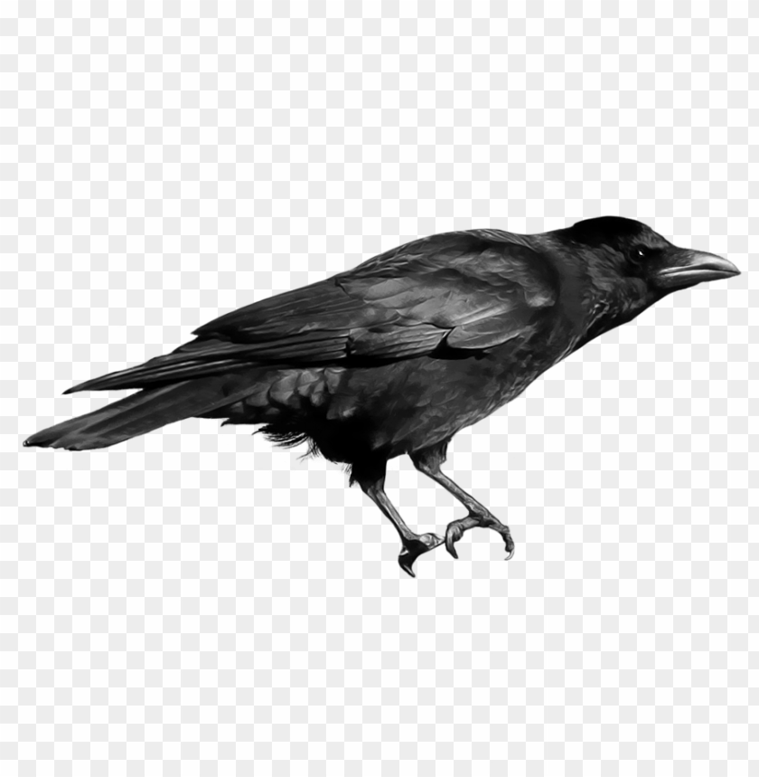 crow png images background - Image ID 1731