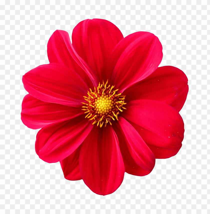 PNG image of dahlia flower with a clear background - Image ID 24640
