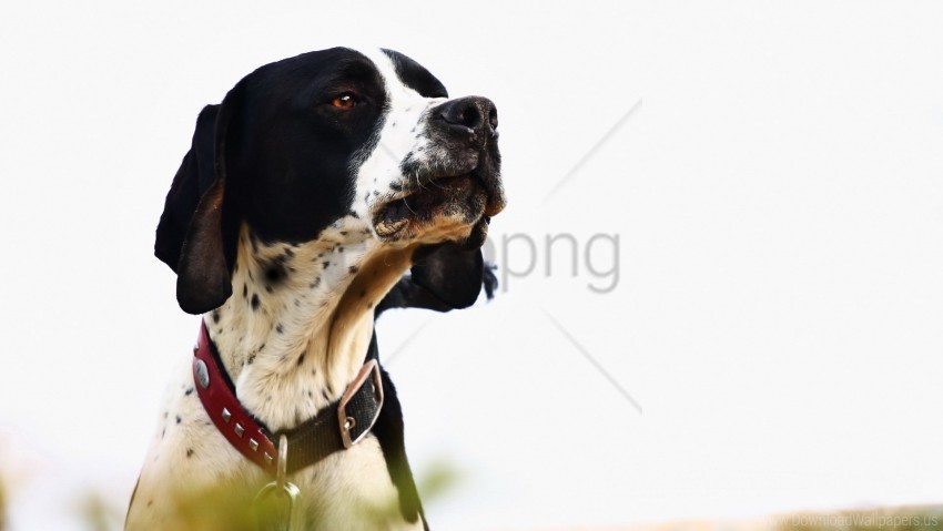 dog muzzle stylish collar wallpaper background best stock photos - Image ID 160545