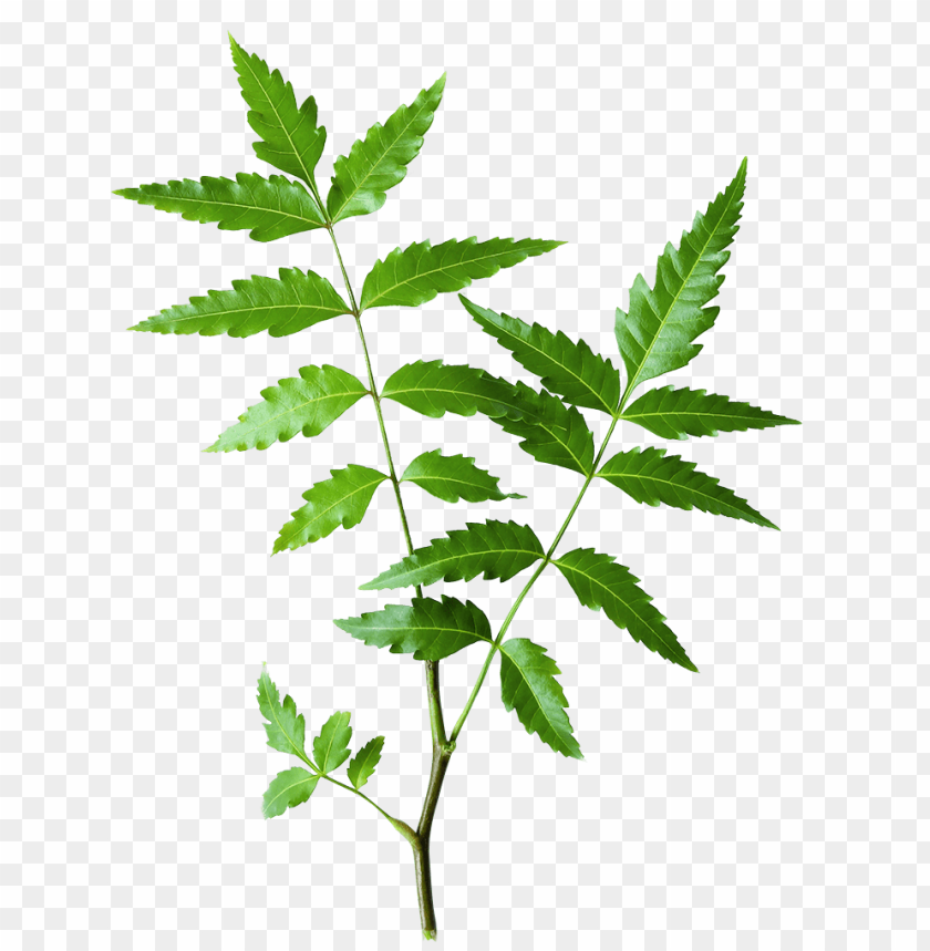 eem himalaya neem leaves PNG transparent with Clear Background ID 172422