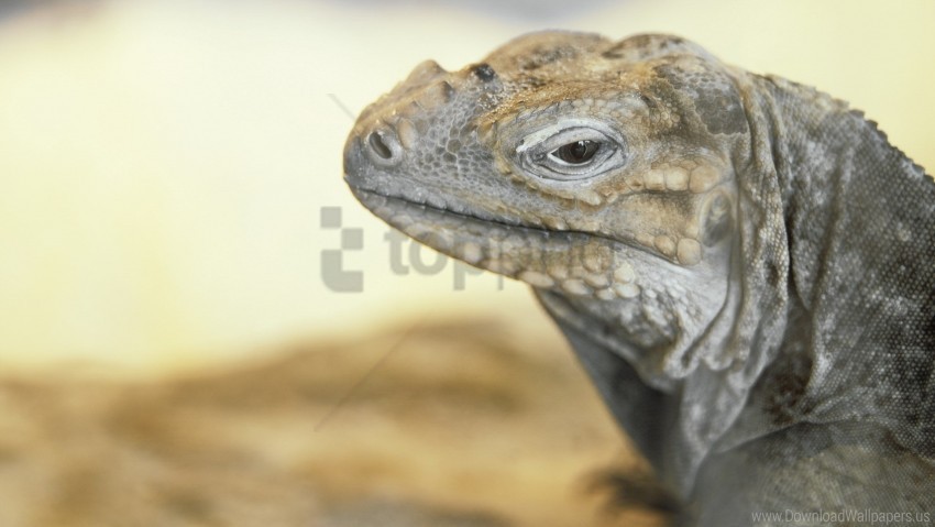 eyes lizard monitor lizard wallpaper background best stock photos - Image ID 160549