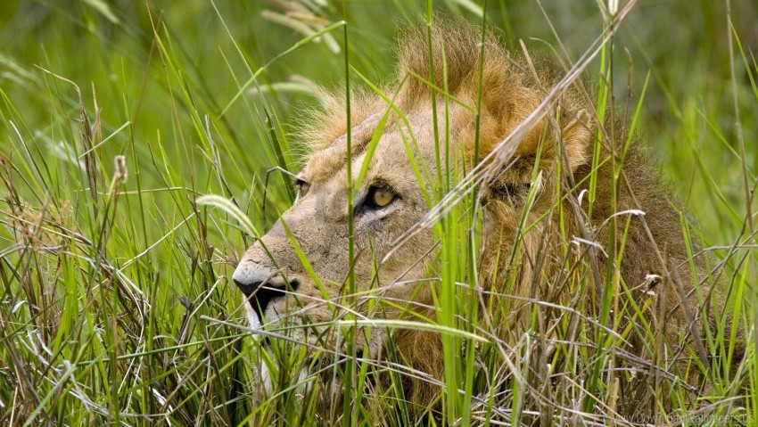 grass hide lion predator sit wallpaper background best stock photos - Image ID 160815