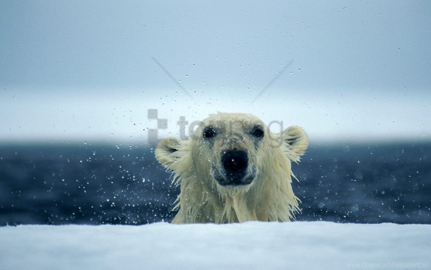 polar bear snow water wet wallpaper background best stock photos - Image ID 154613