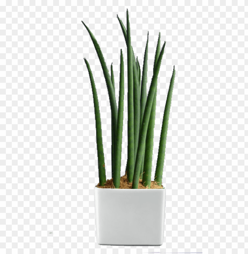 reen world builders inc indoor plants in the philippines PNG transparent with Clear Background ID 184693