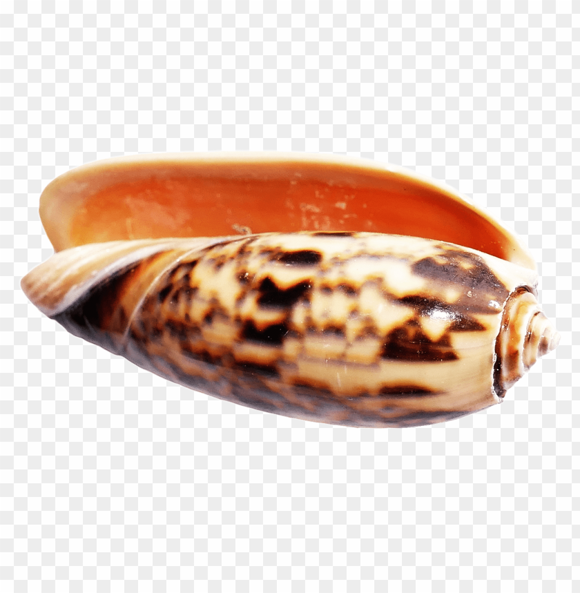 PNG image of seashell with a clear background - Image ID 5829