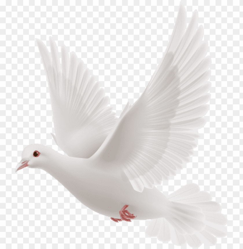white dove flying PNG transparent with Clear Background ID 89276